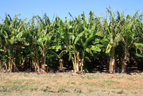 CARNARVON PLANTATIONS